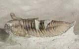 Encrinurus Deomenos Trilobite - Very Rare #51072-3